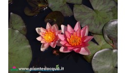 Waterlily Indiana