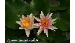 Waterlily Sioux