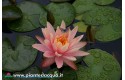 Waterlily Peace Lily