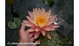 Waterlily Sunny Pink