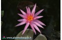 Waterlily Perry\'s Cactus Pink
