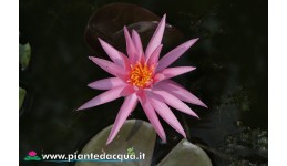 Ninfea Perry's Cactus Pink