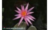 Waterlily Perry's Cactus Pink
