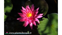 Waterlily Perry's Magnificent