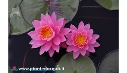 Waterlily Perry's Pink