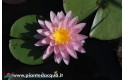Waterlily Perry\'s Pink Heaven