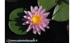 Waterlily Perry's Pink Heaven