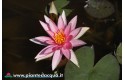 Waterlily Pink Sparkle