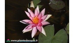 Waterlily Pink Sparkle