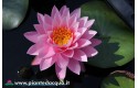 Waterlily Supranee Pink