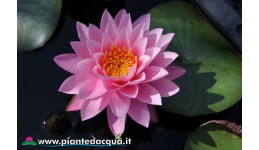 Waterlily Supranee Pink