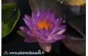 Ninfea Siam Purple