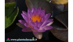 Waterlily Siam Purple
