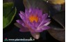 Waterlily Siam Purple