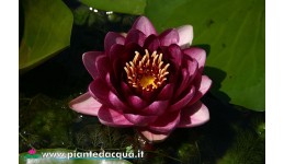 Waterlily Almost Black
