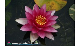 Waterlily Attraction