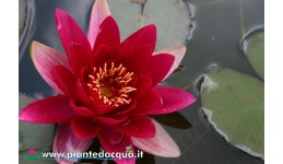 Waterlily Escarboucle