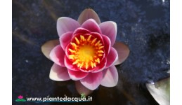 Waterlily Kiss of fire