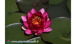 Waterlily Perry's Baby Red