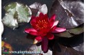 Waterlily Perry\'s Red Glow