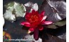 Waterlily Perry's Red Glow
