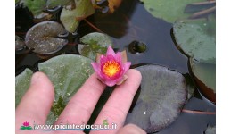 Waterlily Pygmaea Rubra