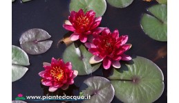 Waterlily Red Paradise