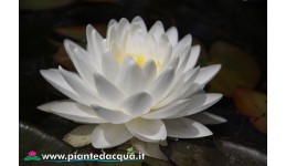 Waterlily Gonnere