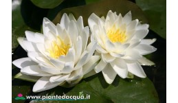 Waterlily Perry's Double White
