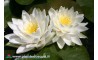 Waterlily Perry's Double White