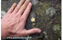 Waterlily Pygmaea Alba