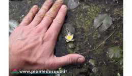 Waterlily Pygmaea Alba