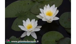 Waterlily Queen of whites