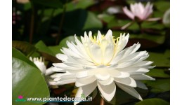 Waterlily White 1000 petals