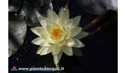 Waterlily Gold Medal