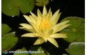 Waterlily Mexicana