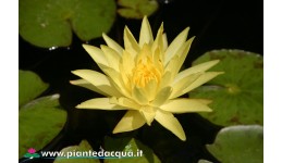 Waterlily Mexicana