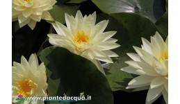Waterlily Perry's Double...