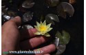 Waterlily Pygmaea Helvola