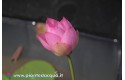 Lotus Agate