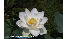 Lotus Alba Grandiflora