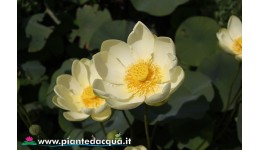Lotus Lutea