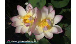 Lotus Pink and yellow