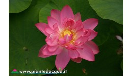 Lotus Rosea plena