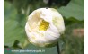 Lotus Shiroman - Alba plena