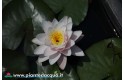 Waterlily Colossea