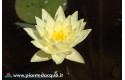 Waterlily Golden Plate