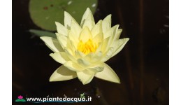 Waterlily Golden Plate
