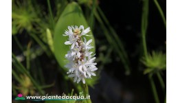 Pontederia Cordata Alba