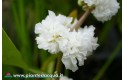 Sagittaria Sagittifolia Flore Pleno